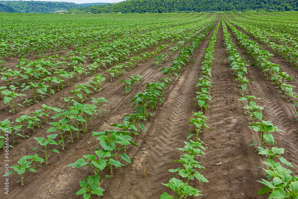 Obraz premium Sunflower plants with buds. Concept agro culture. Rows of young sunflower plants in the field