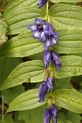 Goryczka trojeściowa, Gentiana asclepiadea, willow gentian photo