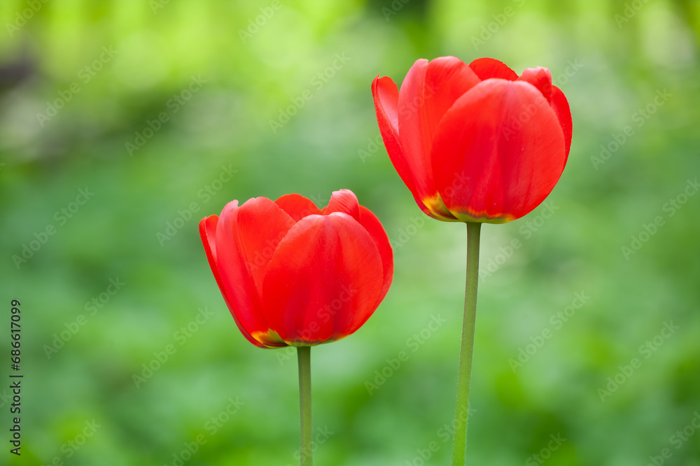 Detail of two red tulip flowers on a background of green leaves Detail of two red tulip flowers on a background of green leaves