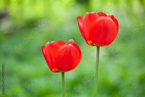 Detail of two red tulip flowers on a background of green leaves