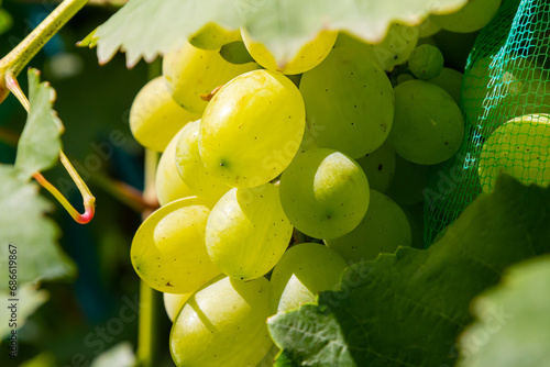Tableau sur toile fresh bunch of white grapes on the field