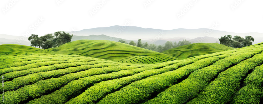 Picturesque tea plantation, cut out - obrazy, fototapety, plakaty 