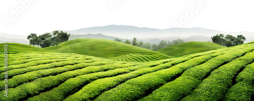 Picturesque tea plantation, cut out photo
