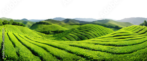 Picturesque tea plantation, cut out photo