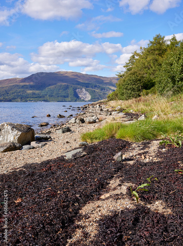 In the foreground of the rockstrewn beach, a patch of dried seaweed waits for the next high tide. Lachlan Bay, Argyll photo