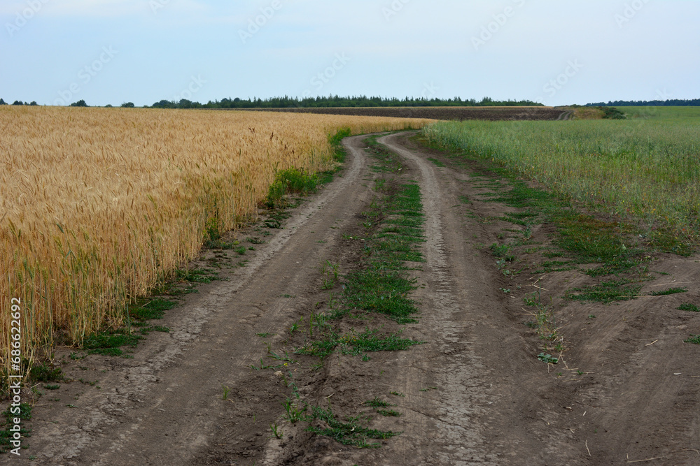 Obraz premium empty road on the field going to horizon copy space