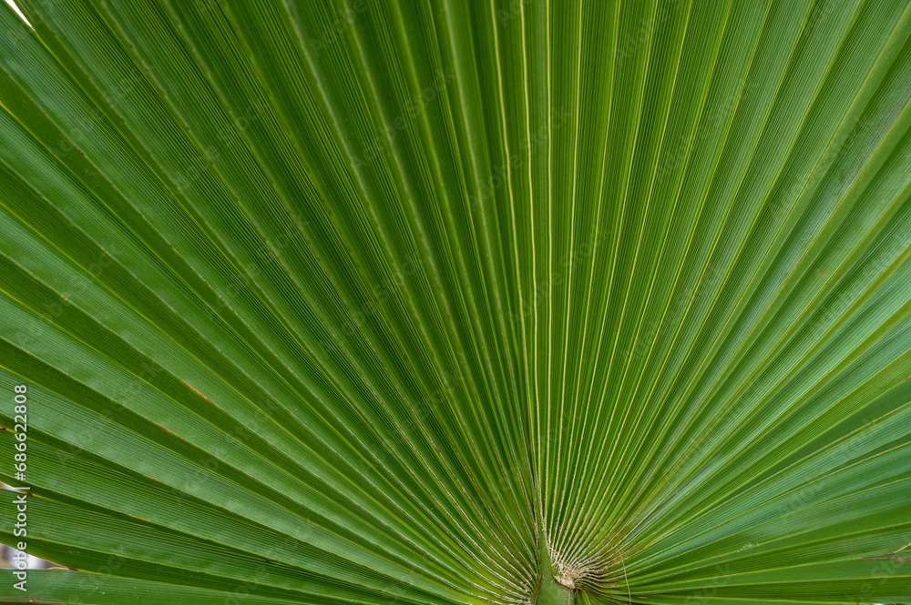 palm leaf as a background for photos 2 palm leaf as a background for photos 2