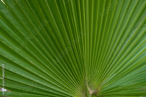 palm leaf as a background for photos 2