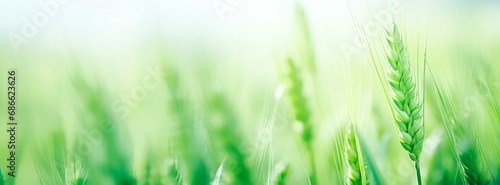 Fresh green wheat growing in a field. horizontal background  spring and agriculture concept  wallpaper or banner  copy space for text