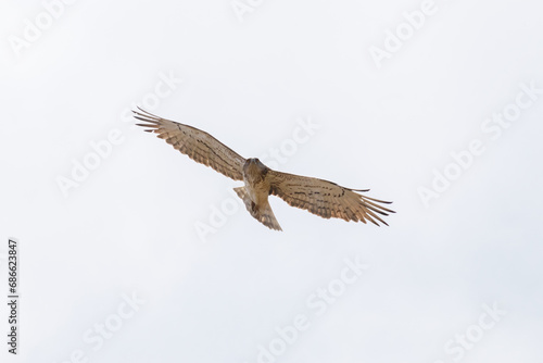 Águila culebrera (Circateus gallicus) photo