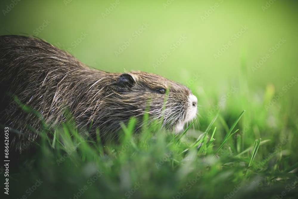 Muskrat Muskrat