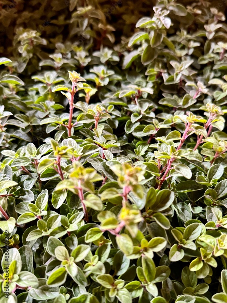 Obraz premium Oregano Plant