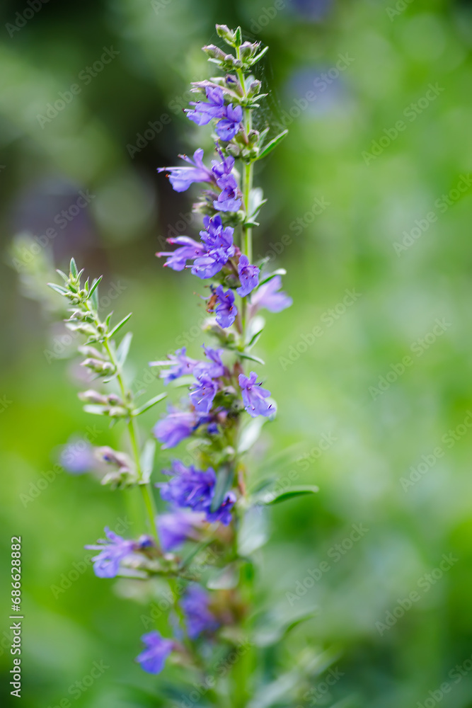 Macro photo of a purple flower (salvia officinalis) Close up of blue flower in the garden. Shallow depth of field. Macro photo of a purple flower (salvia officinalis) Close up of blue flower in the garden. Shallow depth of field.