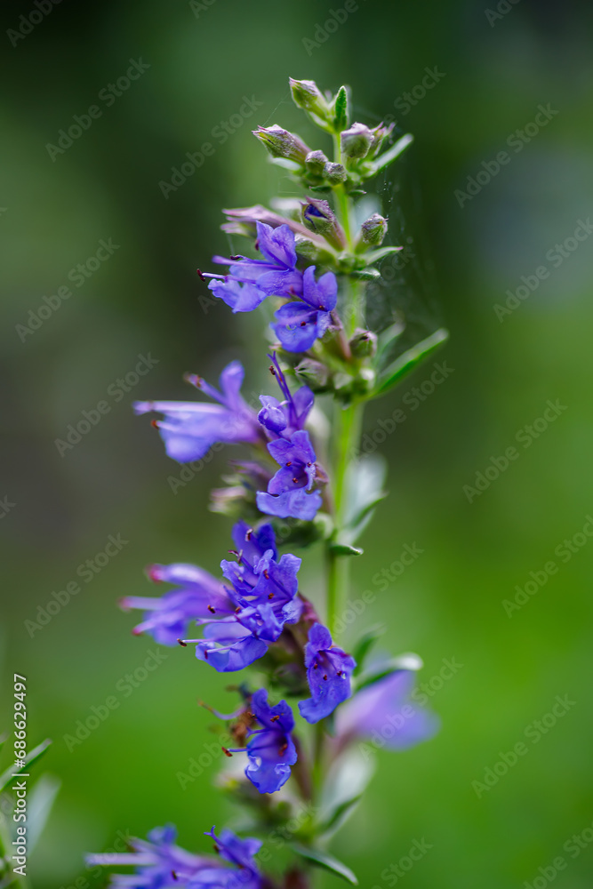 Obraz premium Close up of a blue salvia officinalis flower with blurred background