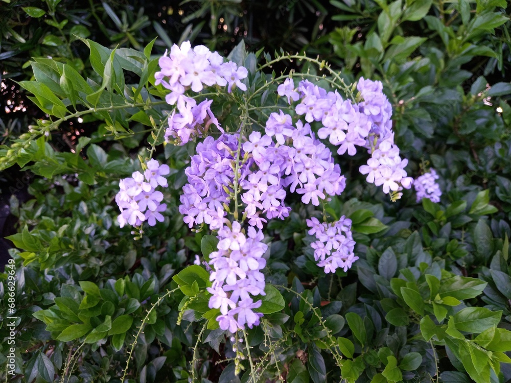 Obraz premium flowers in the garden