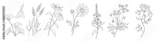 Collection of healing medicinal herbs gingko, linden tree, lavender, echinacea, chamomile, willow herb, fennel, anise in modern line style with abstract shapes on background. Herbal set. photo