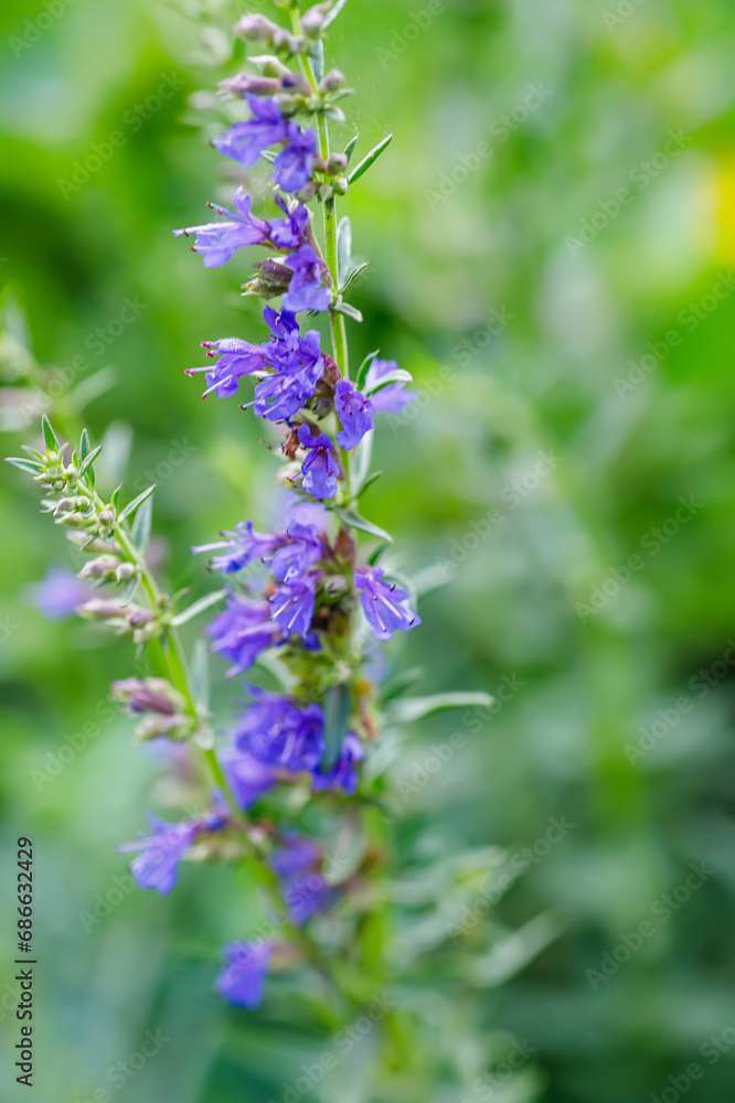 Close up of a blue salvia officinalis flower with blurred background Close up of a blue salvia officinalis flower with blurred background