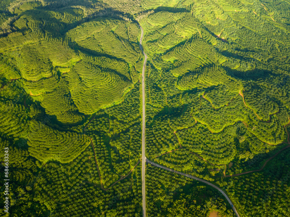 Row of palm tree plantation garden on high mountain in phang nga thailand, Aerial view drone high angle view road around the palm trees plantation