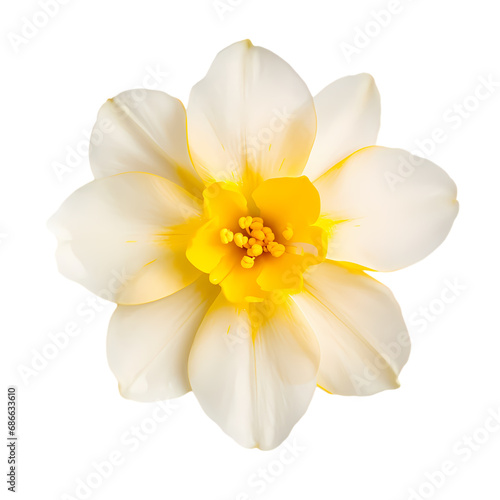 Buttercup isolated on transparent background photo