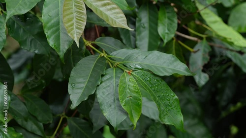 Wallpaper Mural Coffee plant leaves , super close up view , green beauty Torontodigital.ca