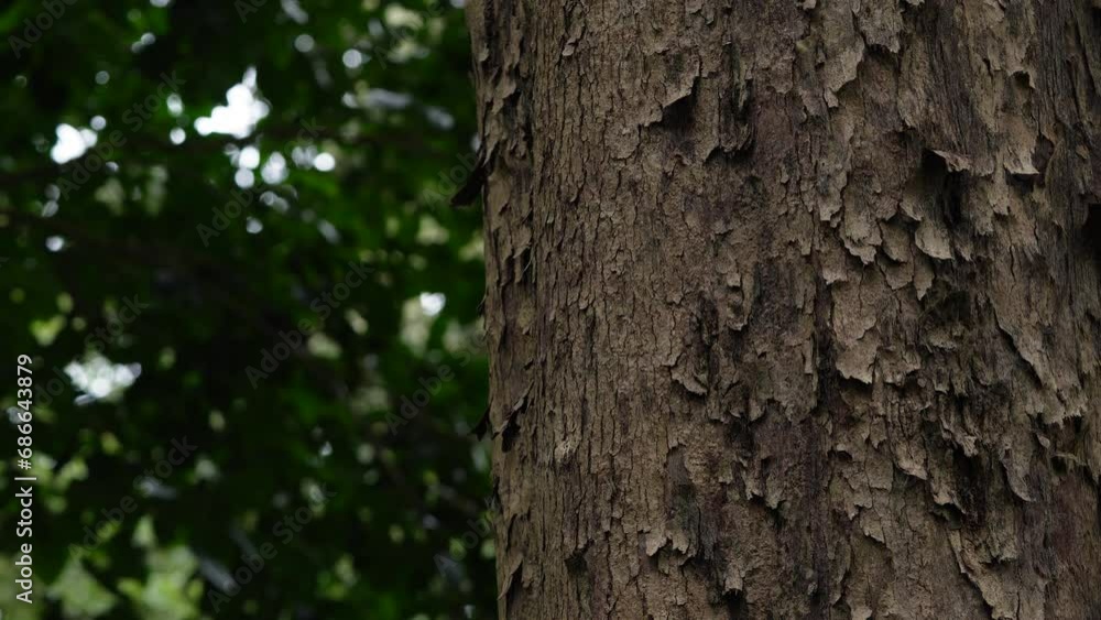 Green tree branches to tree trunk, focus pull shot , Green tree branches to tree trunk, focus pull shot ,