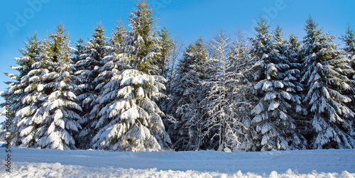 Winter landscape with forest and sun shines through snow covered fir trees.