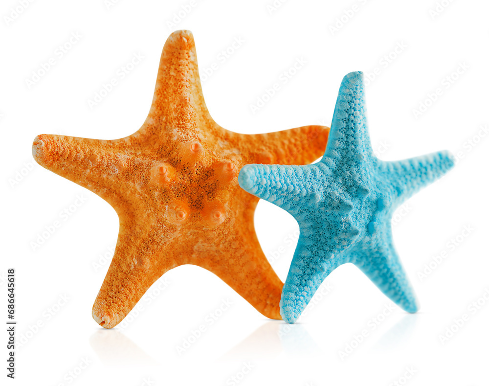 two starfish isolated on a white background two starfish isolated on a white background