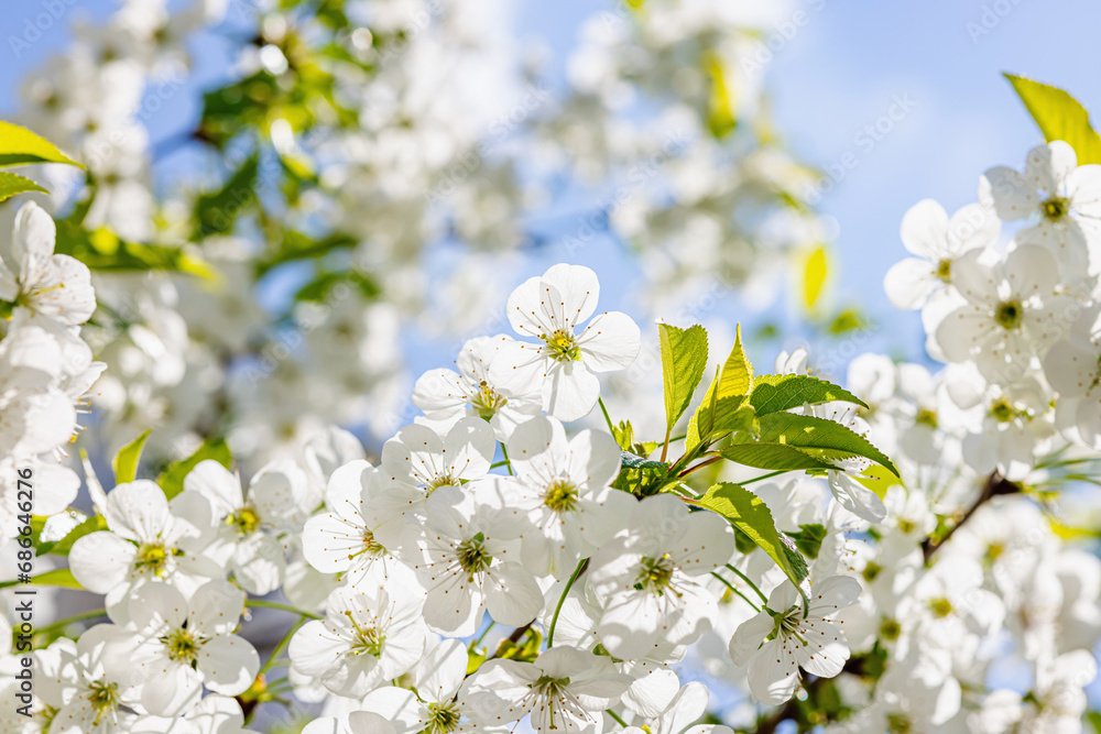 Blooming cherry tree in the city on the background of the cloudless blue sky. Spring seasonal Blooming cherry tree in the city on the background of the cloudless blue sky. Spring seasonal