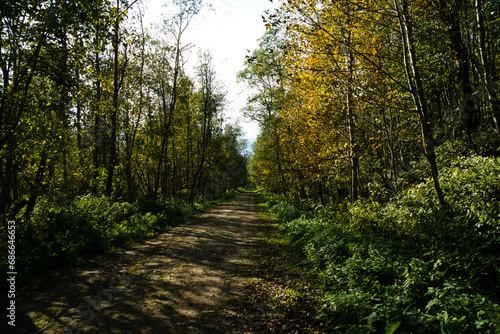 Leśna droga  © wedrownik52