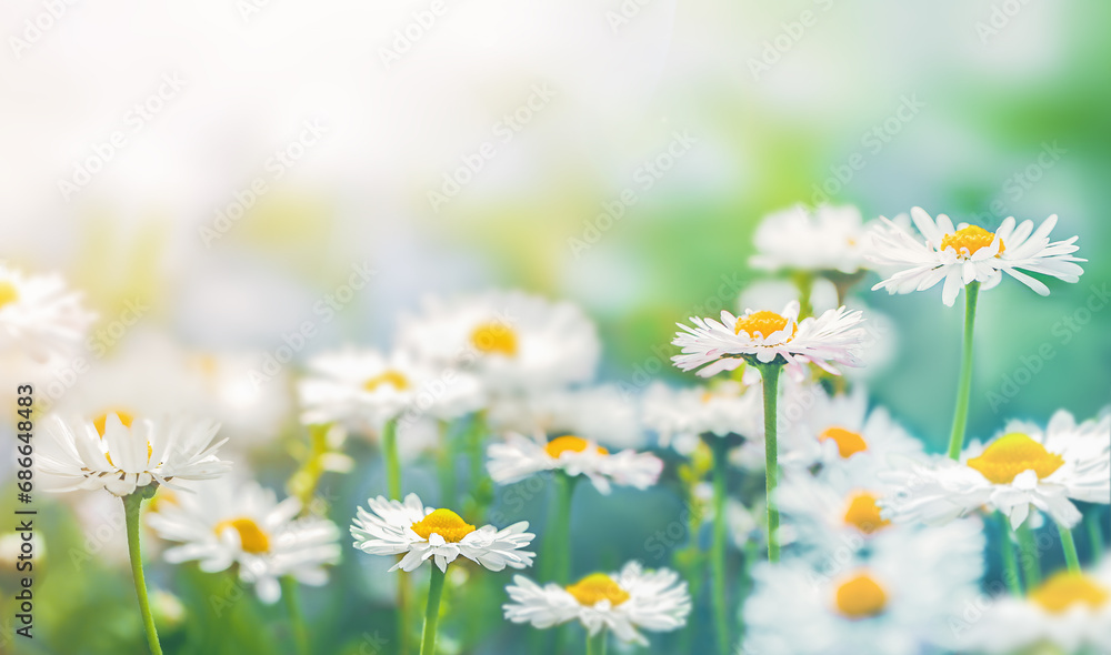 field of daisies in the foreground and with space for text