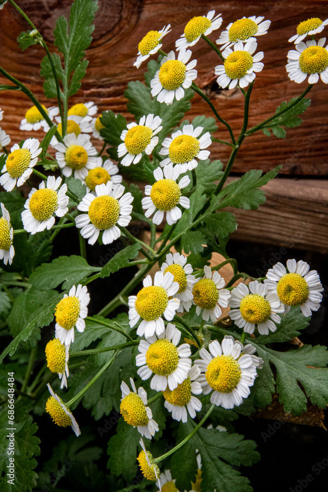Fototapeta premium Fleurs