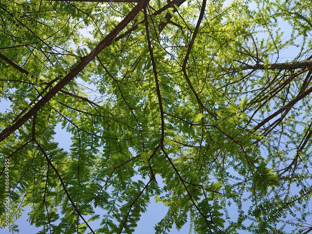 Obraz premium 나무 그늘 아래서