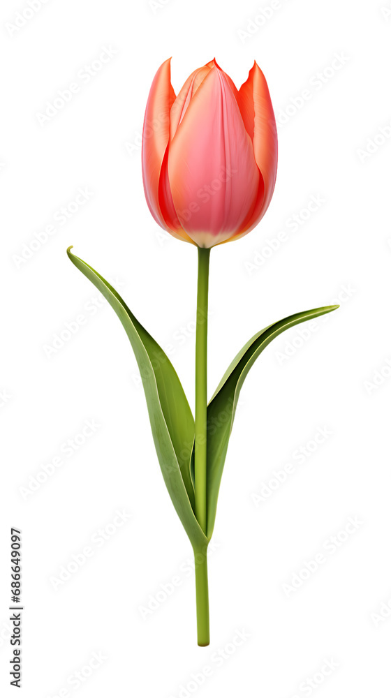 Tulip isolated on transparent background Tulip isolated on transparent background