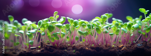 microgreens grow under UV light indoor plants.