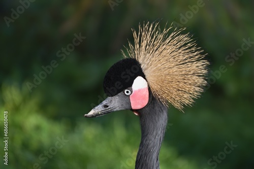 Close up photo of The grey crowned crane (Balearica regulorum). Zoo Dvur Kralove, Czech republic.  photo