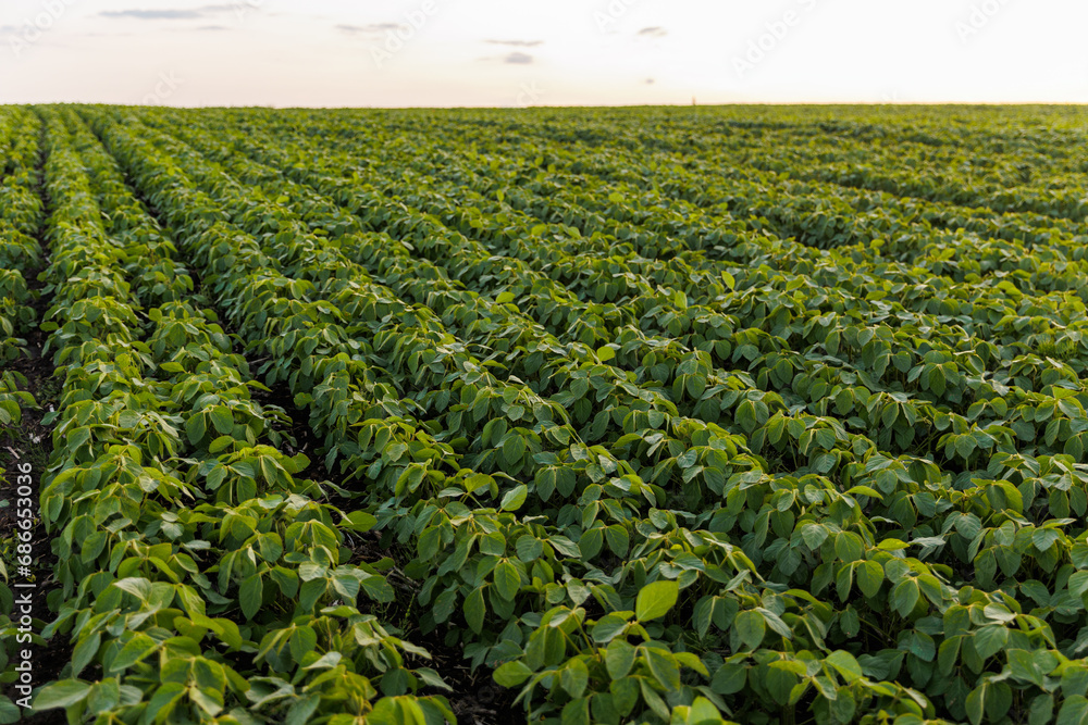 Agriculture. Soybean green plants growing in rows in cultivated field. Organic farming. Agricultural soy vegetable plantation, healthy food. Modern agribusiness. Bio lifestyle farmland - obrazy, fototapety, plakaty 
