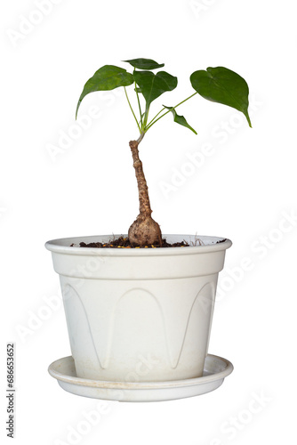 Firmiana Colorata, Sterculia Colorata, Caudicifrom or Caudex Plant growing in plastic pot isolated on white background included clipping path. photo