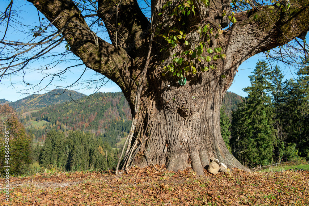 Obraz premium Old lime tree . Natural Monument . Alte Linde . Naturdenkmal