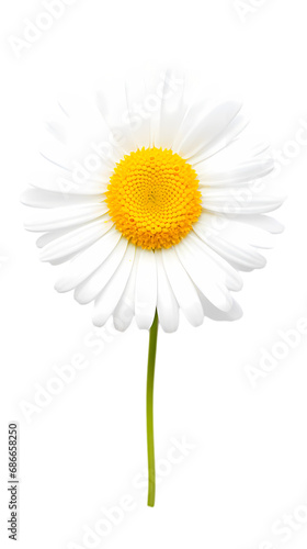 Daisy isolated on transparent background