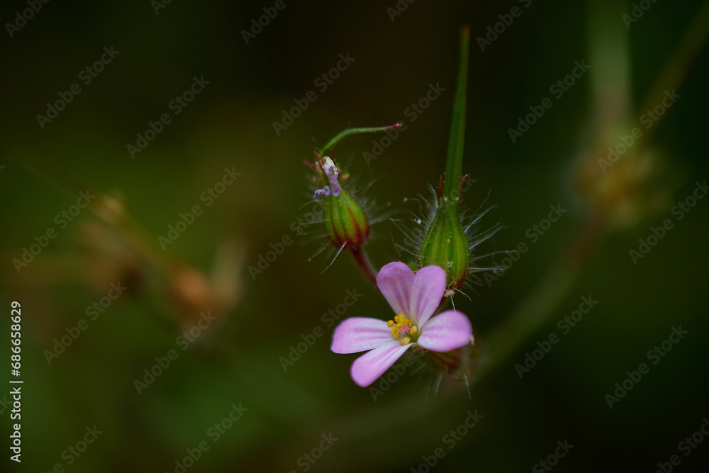 Close up of amazing colorful wildflowers on summer meadow, Danubian forest, Slovakia Close up of amazing colorful wildflowers on summer meadow, Danubian forest, Slovakia