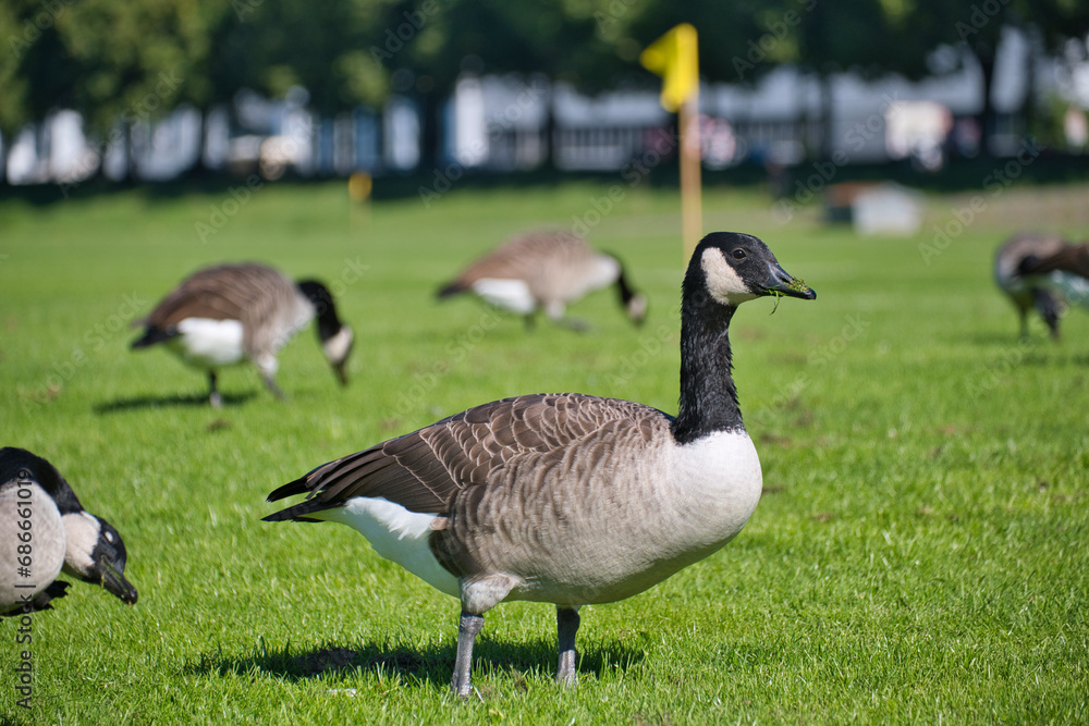 Flock of geese on the Rhine in Cologne, close-up Flock of geese on the Rhine in Cologne, close-up