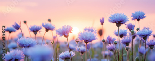 Purple wild flowers field and sunset sky background banner