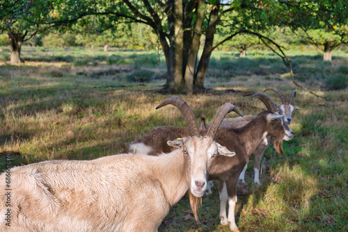 Herd of goats in an autumn landscape, © Vincenzo