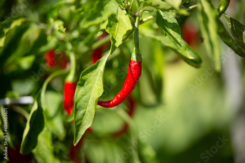 a red chili pepper on the plant with more in the back out of focus