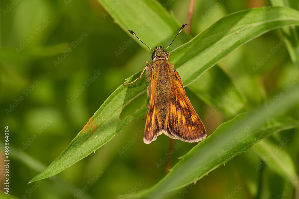 Obraz premium Large skipper,, Ochlodes sylvanus,, on wildflower in summer day, Danubian forest, Slovakia