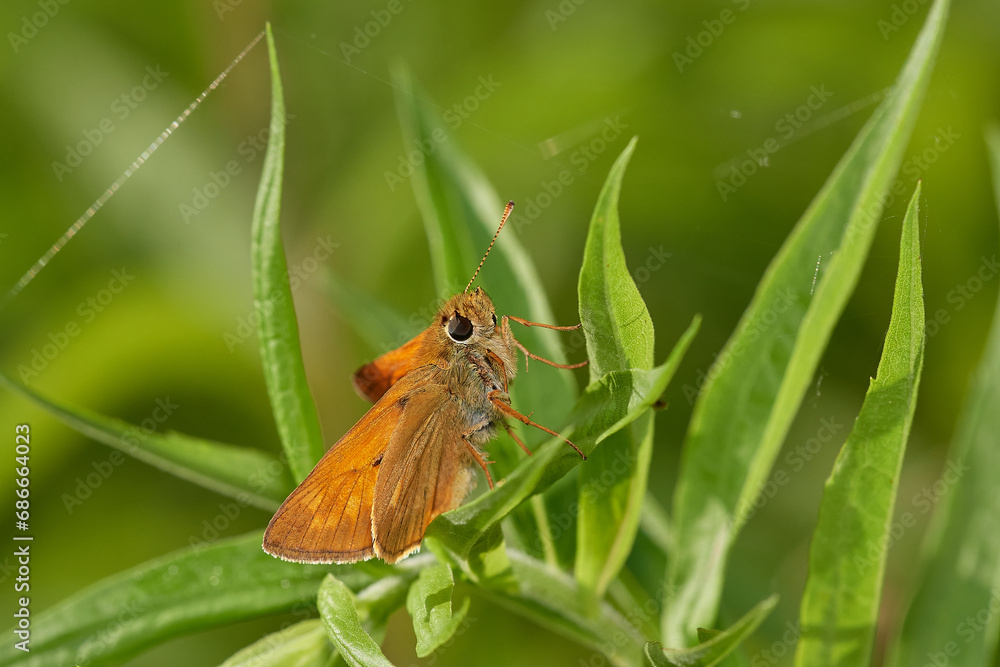 Obraz premium Large skipper,, Ochlodes sylvanus,, on wildflower in summer day, Danubian forest, Slovakia