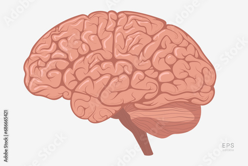 Human Brain. Vector Illustration for Education. Study of Anatomy within the Fields of Physiology, Psychology, and Neurology