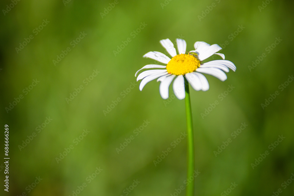 Big daisy in a field with green background, with text space for presentations
Big daisy in a field with green background, with text space for presentations