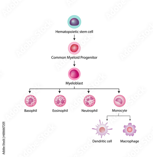 Hematopoiesis cell type scheme, stem cell, common myeloid progenitor, myeloblast, Basophil, neutrophil, eosinophil, monocyte, dendritic cell, macrophage. Vector illustration.