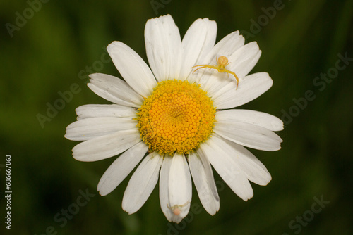 Two crab spiders waiting for prey on a daisy